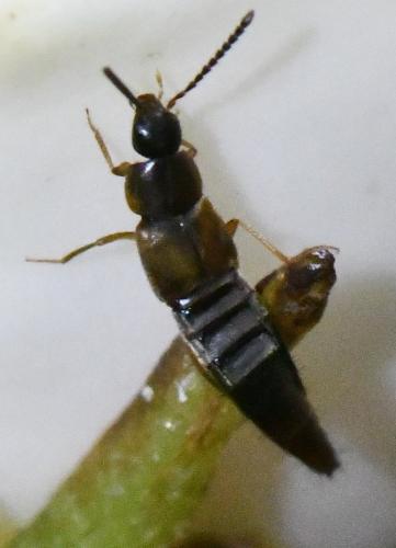 Oxypoda sp.